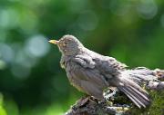 Amsel - Common Blackbird  (Turdus merula)